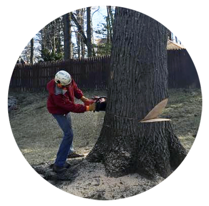 Somerset County NJ Tree Removal