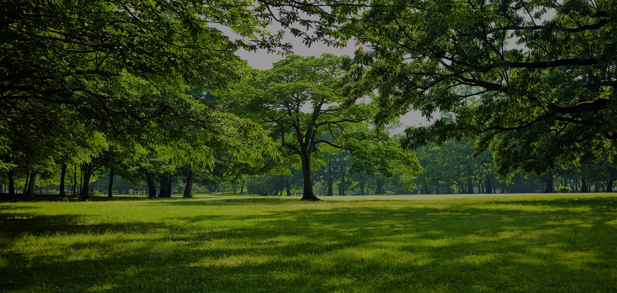 About Arbor Releaf Tree Expert - NJ Tree Service Company