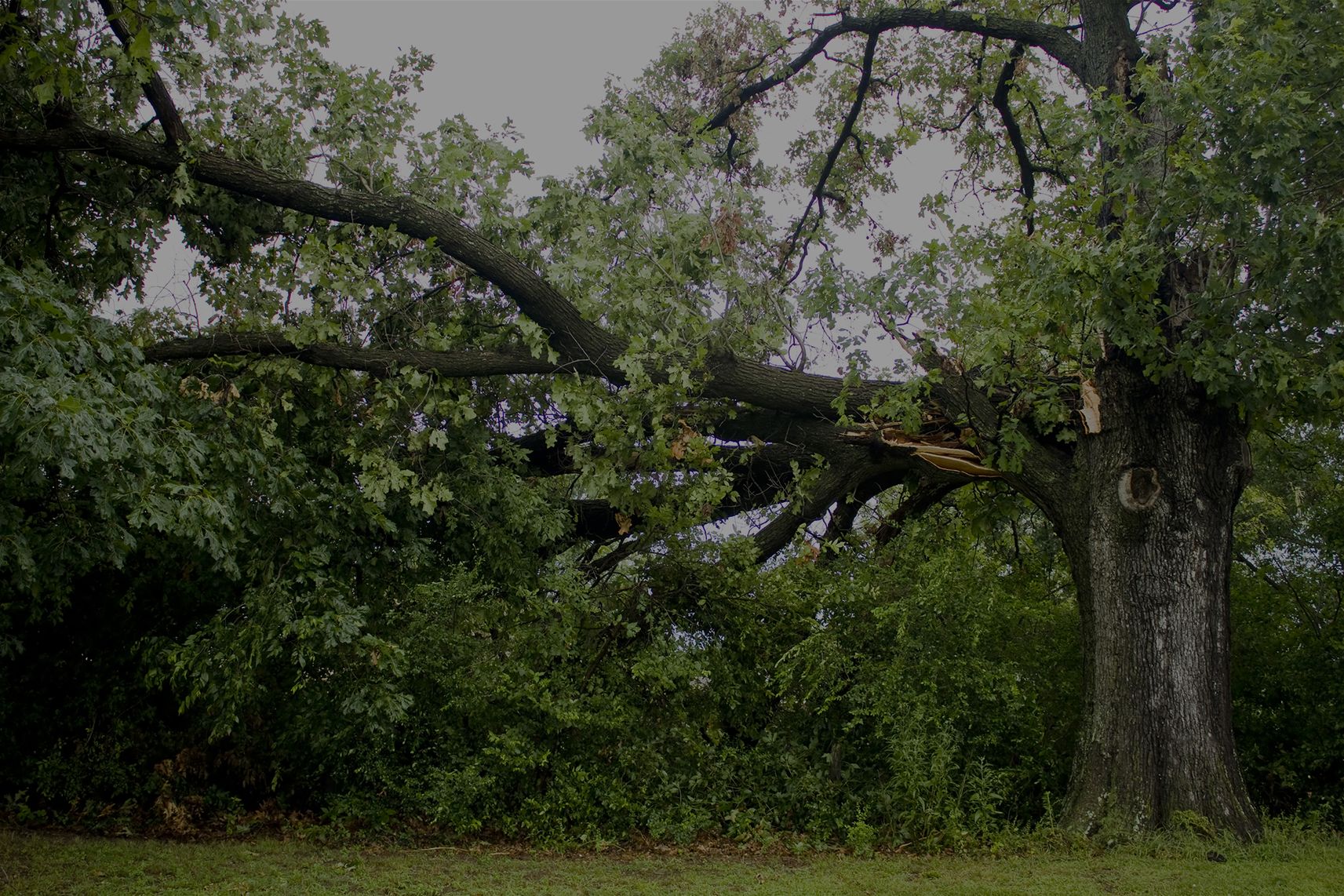 NJ Emergency Tree Removal from Storm Damage, Hurricane