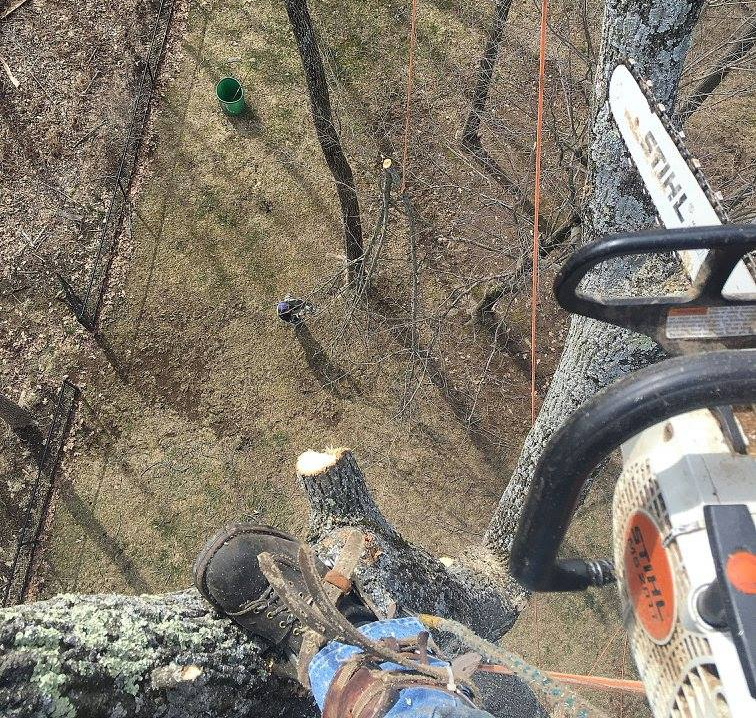 Somerset County NJ Tree Cutting