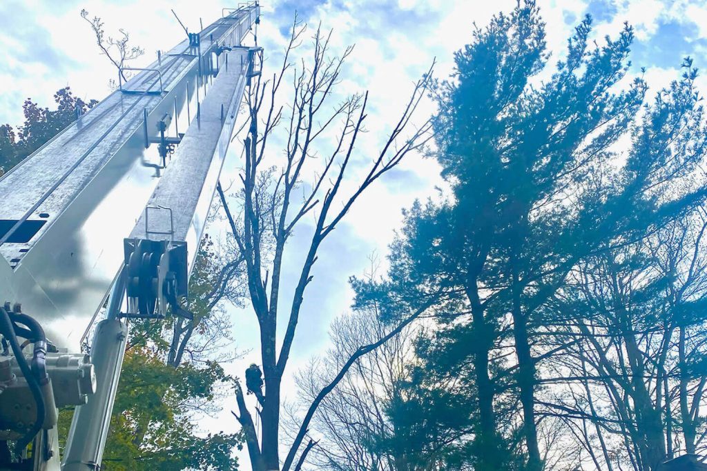 Basking Ridge Somerset County NJ Tree Crane Services