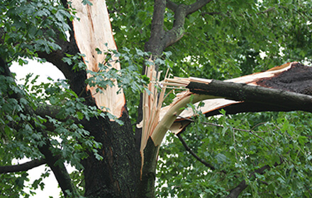 Storm Damage Tree Removal Morris County NJ