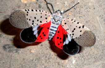 Spotted Lanternfly Invasive Pest Affects NJ Trees