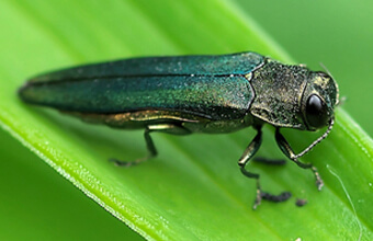 Emerald Ash Borer Beetle Invasive Pest Affects NJ Trees