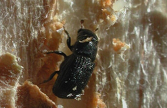 Bark Beetle Invasive Pest Affects NJ Trees