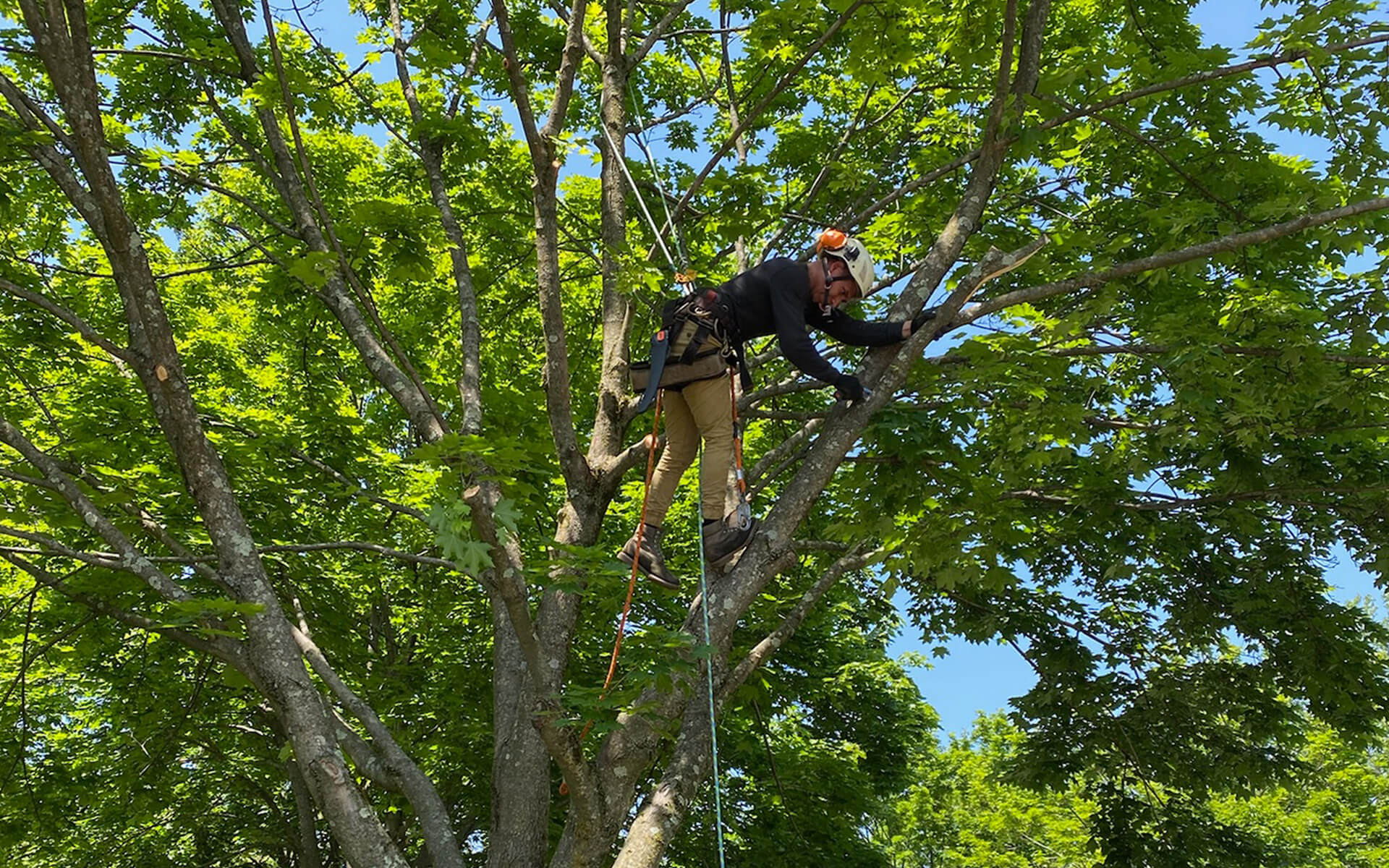 Tree Triming Basking Ridge NJ Area