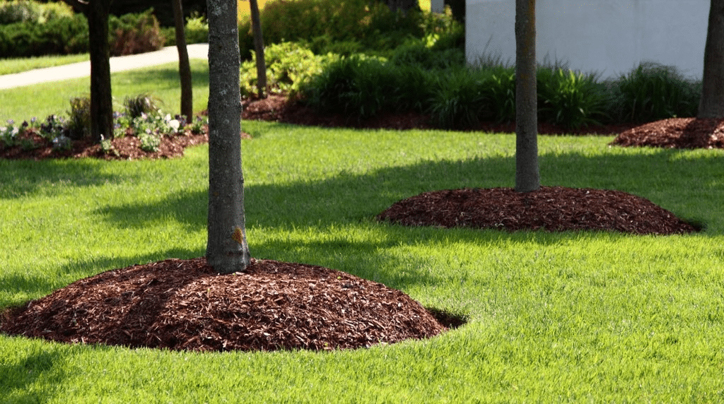 How Much Mulch Should You Place Around Trees: A Comprehensive Guide
