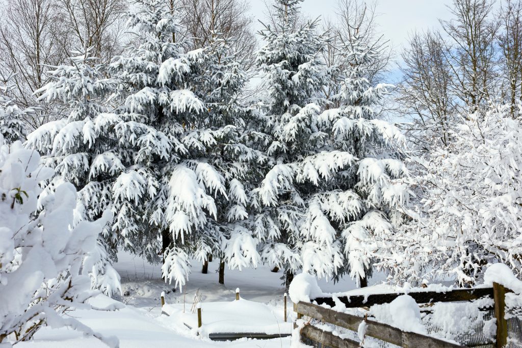 Winter-Treesn