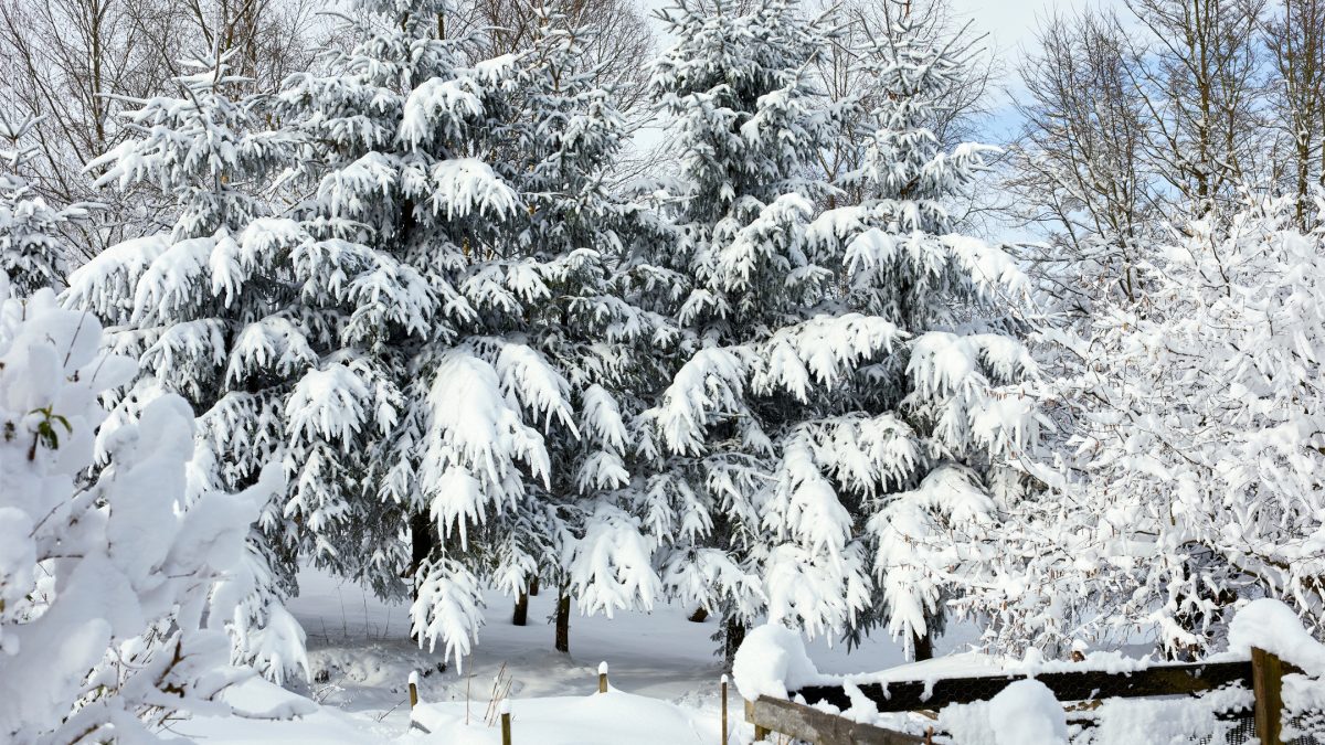 Winter-Treesn