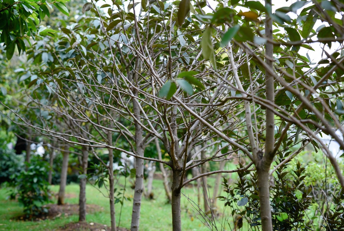 CROWDED TREES