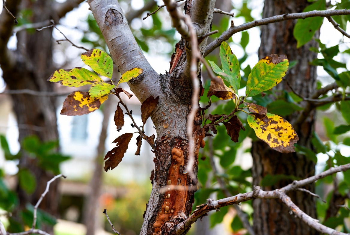 DISEASE OR PEST INFECTIONS